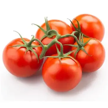 Tomate en grappe bio