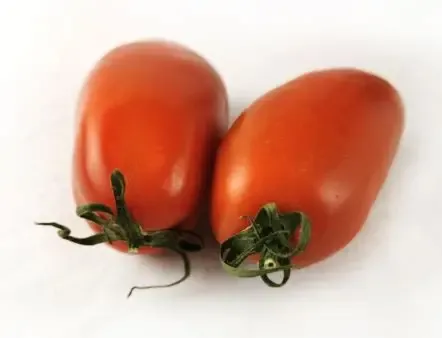 Tomate Torino bio