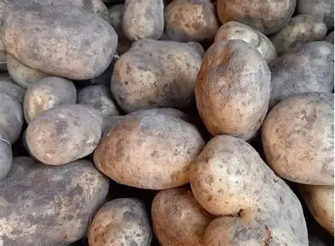 Pomme de terre frite