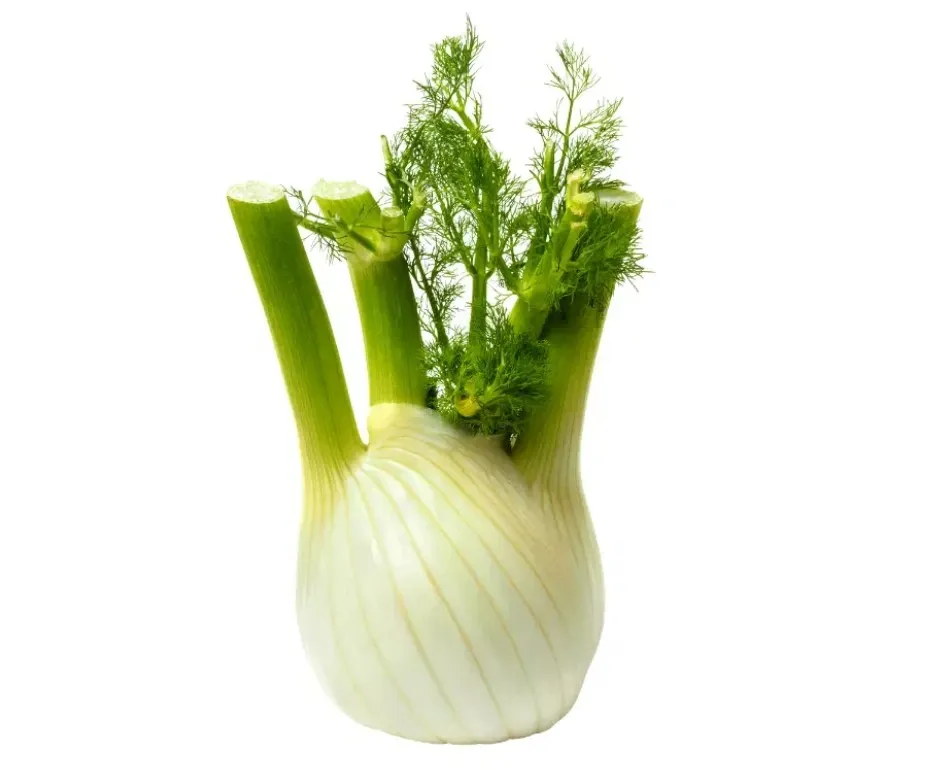 Fenouil bio