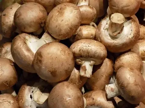 Champignon blond