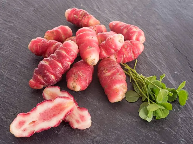 Oca du Pérou