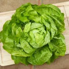 Laitue pommée bio